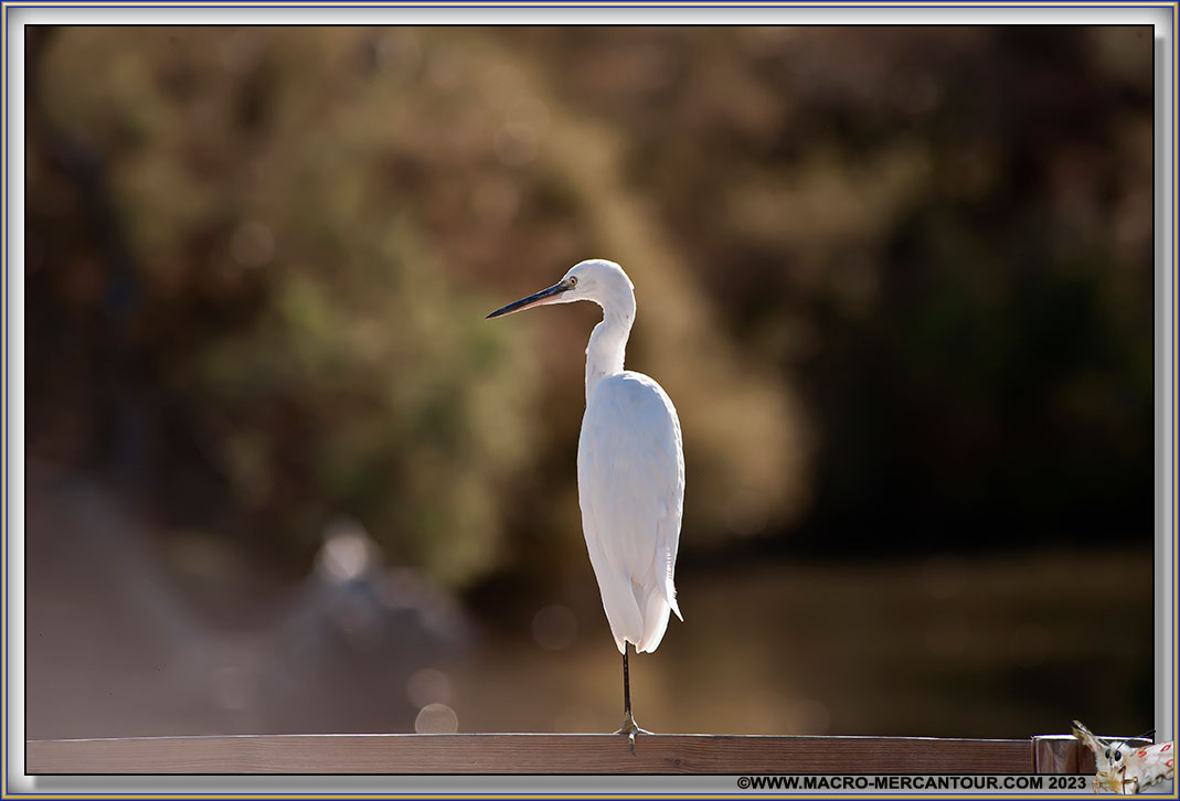 AIGRETTE GARZETTE